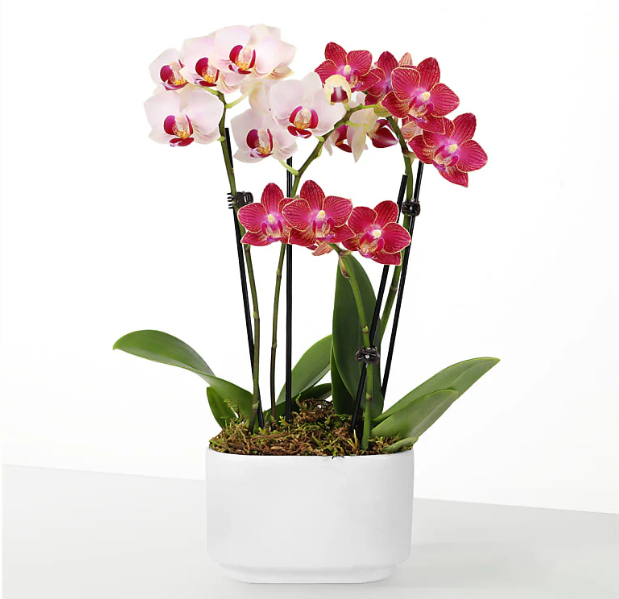 Pink and white orchid arrangement