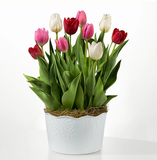 Tulips