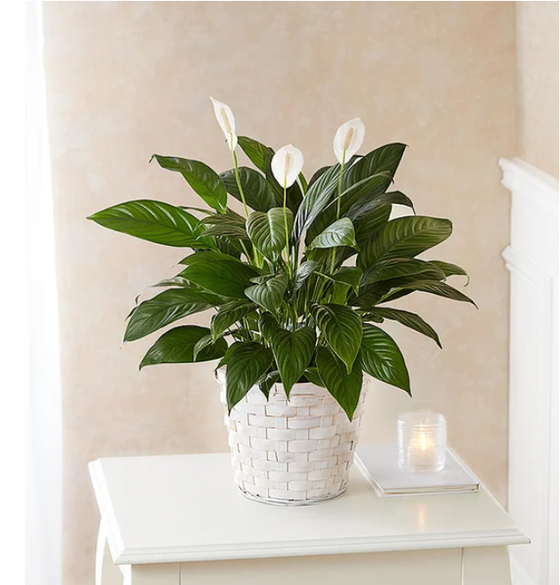 Lily plant gift arrangement